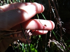 Schizaea tenella image