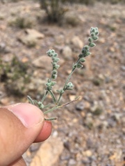 Johnstonella pusilla