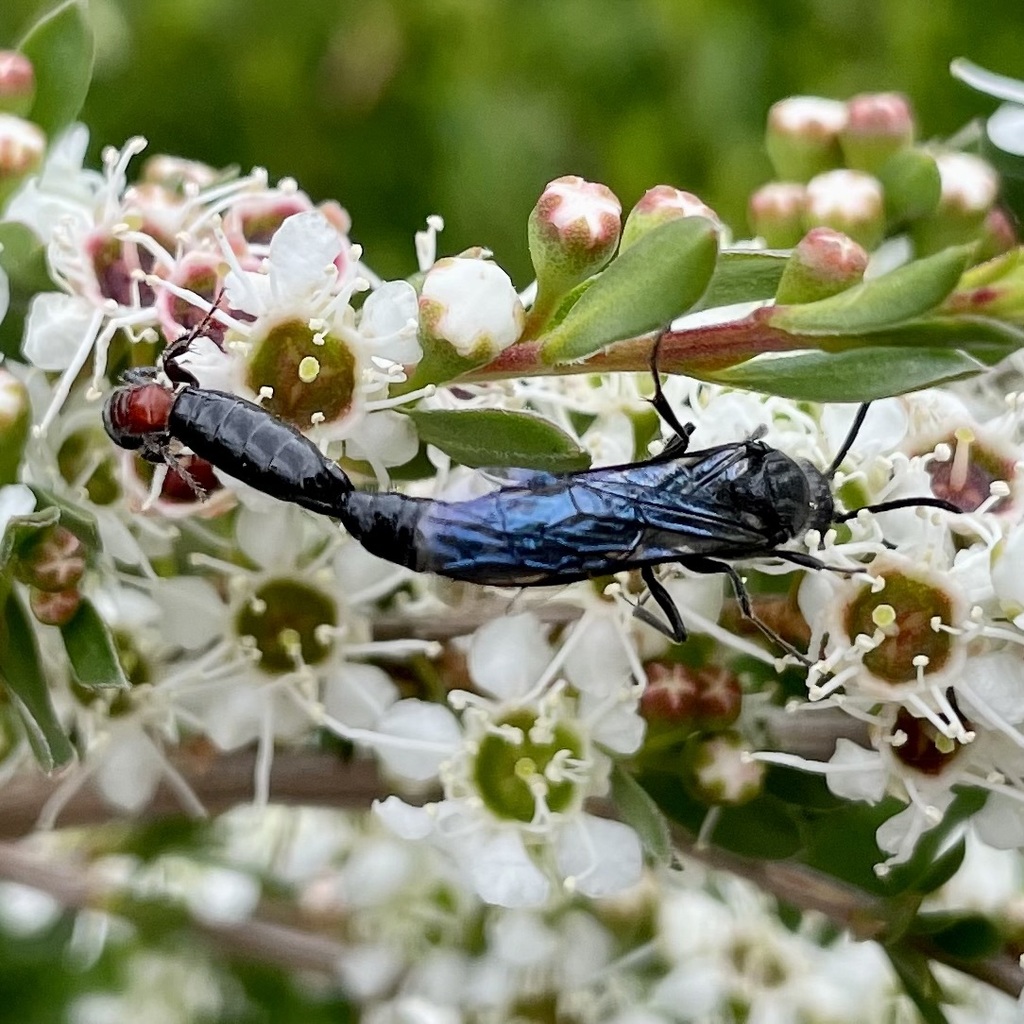 Rhagigaster lyelli