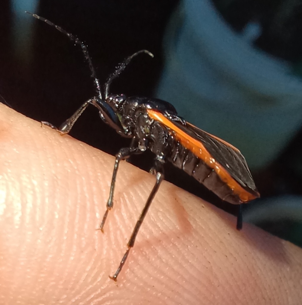 Cleptria cinctiventris