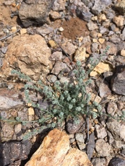 Johnstonella pusilla