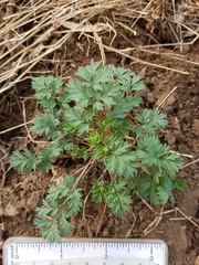 Dicentra cucullaria