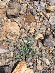 Johnstonella pusilla