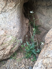 Mostacillastrum purpusii