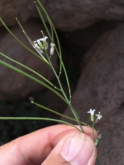 Mostacillastrum purpusii