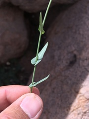 Mostacillastrum purpusii