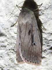 Anicla simplicius