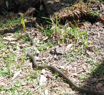 Common Tree Snake sighting