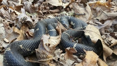 Lampropeltis getula