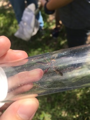 Monoceromyia floridensis