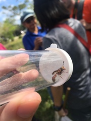 Monoceromyia floridensis