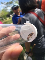 Monoceromyia floridensis