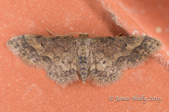 Idaea pervertipennis