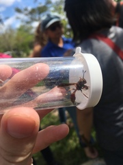 Monoceromyia floridensis