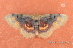 Idaea scintillularia