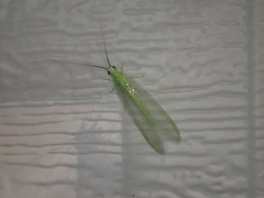 Chrysopa nigricornis
