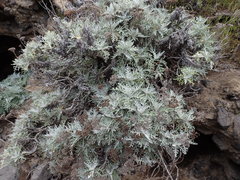 Constancea nevinii