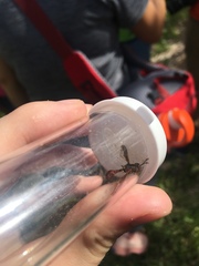 Monoceromyia floridensis