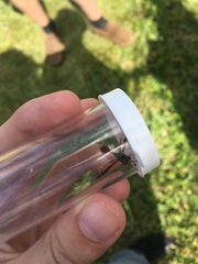 Monoceromyia floridensis