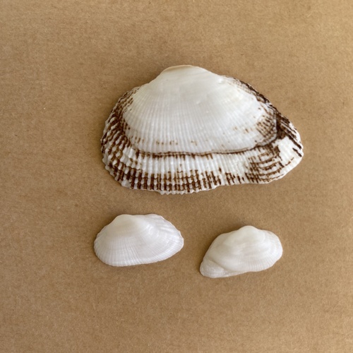 Fugleria illota observed 2023-11-25
