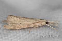 Eoreuma densellus