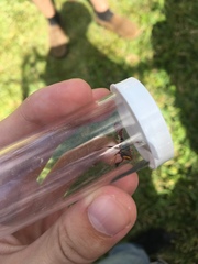 Monoceromyia floridensis