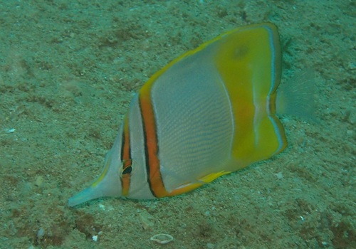 Gerande snavelkoraalvlinder (Chelmon marginalis) — Chaetodontidae — 5