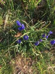 Muscari botryoides