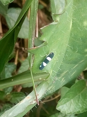 Microgoniella tristicula