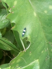 Microgoniella tristicula