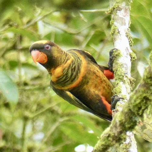 Pseudeos fuscata observed 2023-11-27
