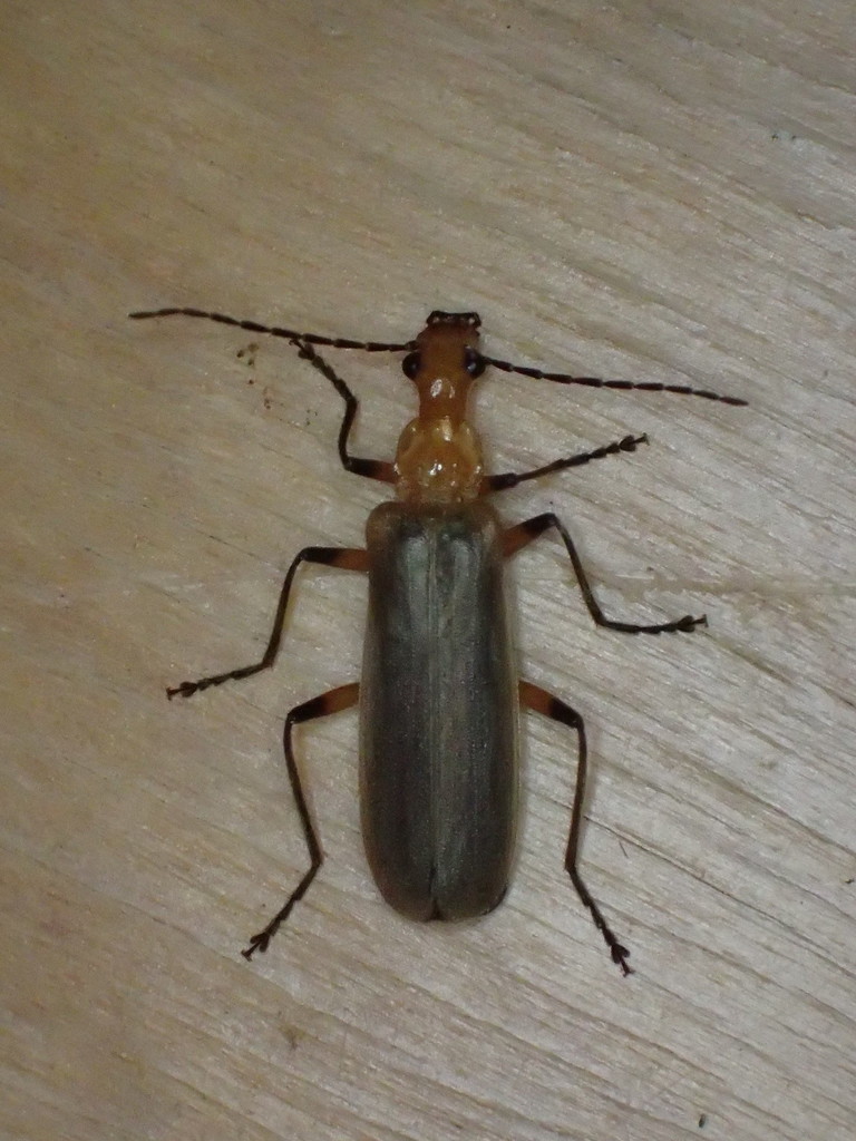 Podabrus protensus