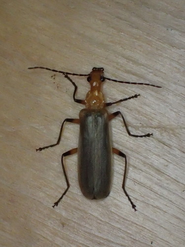 Podabrus protensus