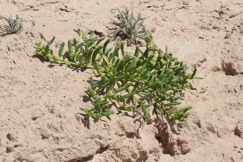 Thingia ambigua, photograph 4