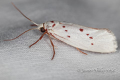 Enaemia basistriga
