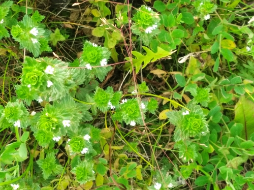 Euphrasia maximowiczii iNat (3)