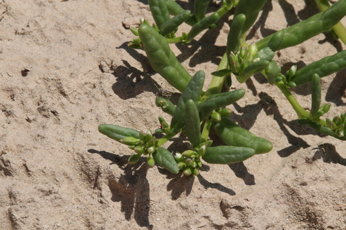 Image of Cistanthe ambigua by (c) Isaac Krone, some rights reserved (CC BY)
