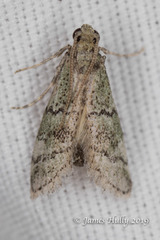 Cacotherapia flexilinealis