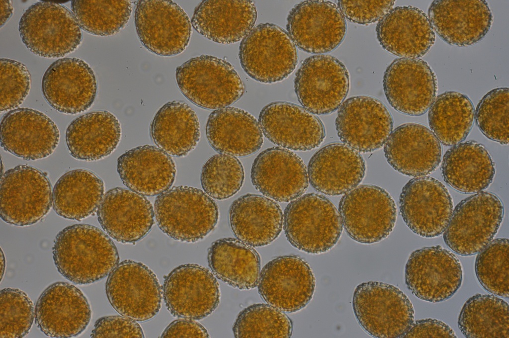 Coleosporium clerodendri