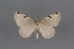 Neoterpes graefiaria