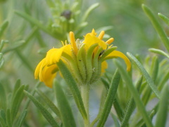 Deinandra clementina