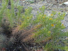 Deinandra clementina