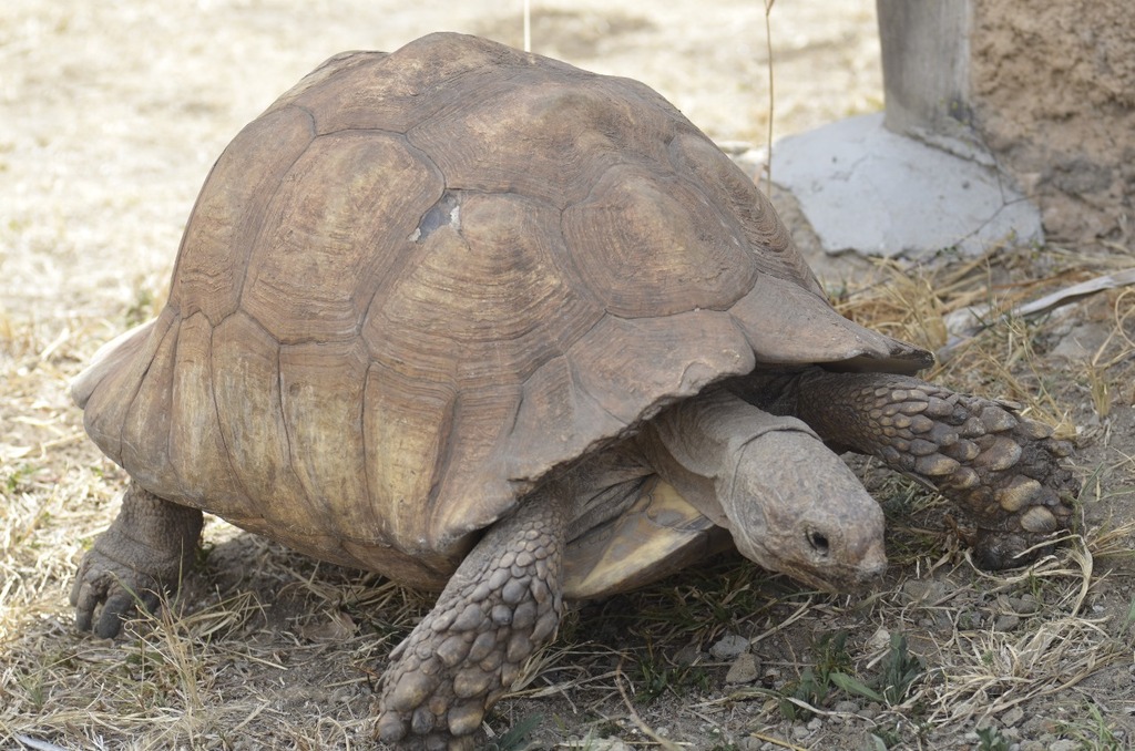 Leopard Tortoise from Mugumoini, Nairobi, Kenya on November 26, 2023 at ...