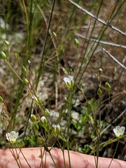 Sabulina douglasii