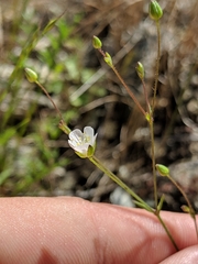 Sabulina douglasii
