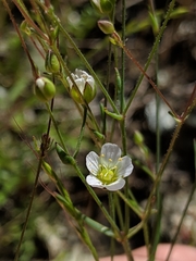 Sabulina douglasii