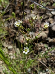 Sabulina douglasii