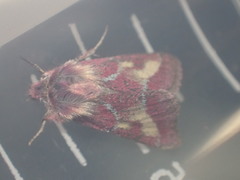 Schinia pulchripennis