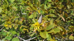 Euchrysops