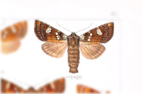 Rattlesnake-master Borer Moth photo 2